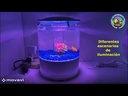 Acuario  Q-2  SOBO